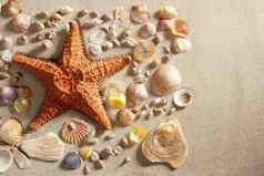 海滩白色沙子海星蛤贝壳夏天