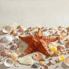 海滩白色沙子海星蛤贝壳夏天