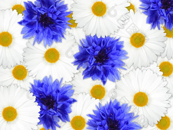 背景蓝色的白色花