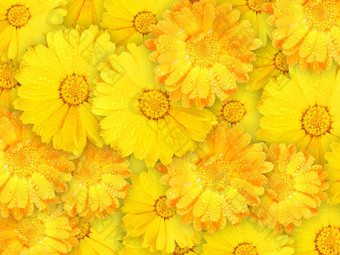 背景橙色黄色的湿花