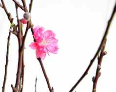 桃子花朵中国人一年