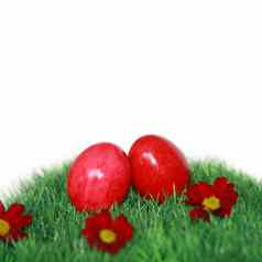 鸡蛋绿色场红色的花