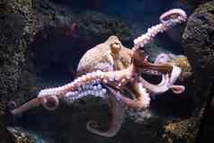 飘渺的章鱼深度章鱼寻常的