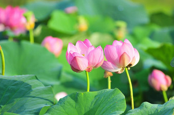 神圣的莲花花生活化石关闭