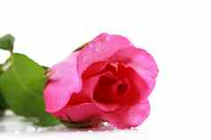 粉红色的新鲜的玫瑰孤立的白色背景