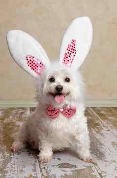小狗狗穿兔子兔子耳朵服装