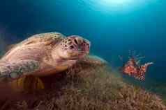 绿色乌龟好友狮子鱼红色的海
