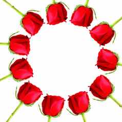 红色的玫瑰框架圆白色背景