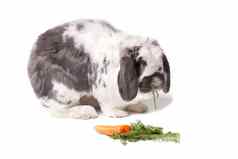 可爱的灰色白色兔子兔子面对吃胡萝卜白色