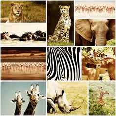 非洲动物Safari拼贴画