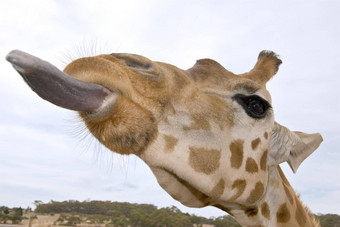 长颈鹿关闭舌头