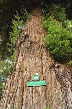 红木红杉资本标志