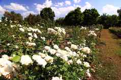 白色玫瑰阿尔芭蓝色的天空