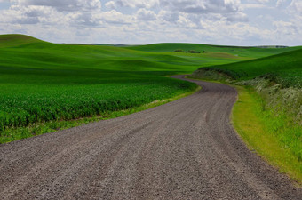 优雅的弯曲的农村路绿色小麦字段铂尔曼惠特曼县华盛顿美国