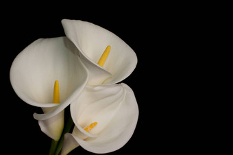 白色马蹄莲百合花