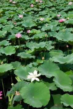 水百合花