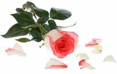粉红色的白色玫瑰分散花瓣