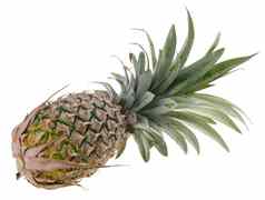 菠萝菠萝热带水果背景