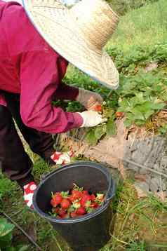 农民收获草莓