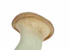 蘑菇的名字埃林吉