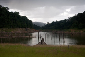 balahala森林亚拉泰国