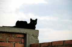 猫砖墙