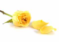 黄色的玫瑰花瓣