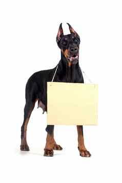 杜宾犬狗清晰的纸板