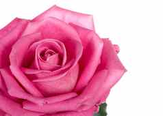 特写镜头部分美丽的粉红色的玫瑰