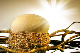 大金蛋鸟的巢