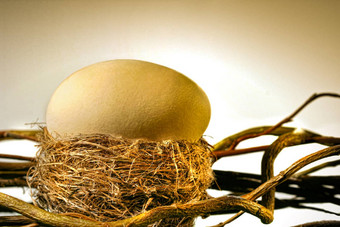 大金蛋鸟的巢
