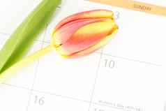 关闭美丽的郁金香日历标记母亲一天
