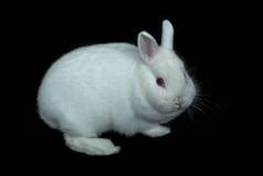 维也纳白色兔子
