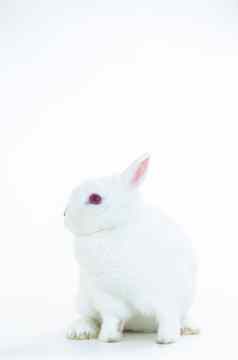 毛茸茸的白色兔子