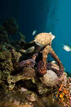 礁章鱼章鱼氰虫