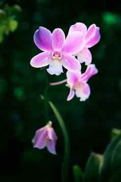 关闭热带紫色的兰花花浅深度场黑暗背景自然野生