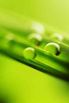 水滴绿色草