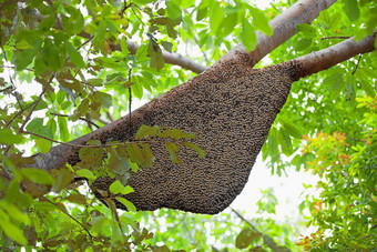 自然蜂巢