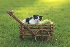 黑色的白色小猫篮子在户外