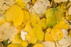黄色的叶子下降地面