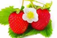 草莓花白色背景