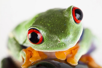 小动物红色的眼青蛙
