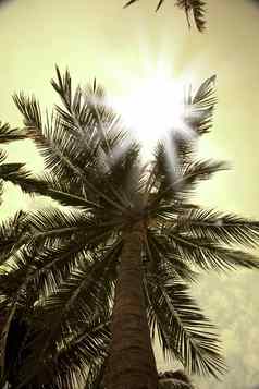 太阳射线棕榈树