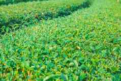 美丽的新鲜的绿色茶种植园清莱泰国