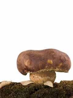 porcini蘑菇莫斯孤立的白色背景