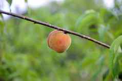 成熟的桃子桃子树