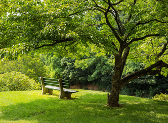 公园板凳上开花山茱萸树