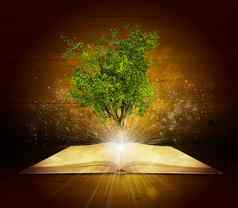 开放书神奇的绿色树射线光