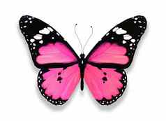 粉红色的蝴蝶孤立的白色