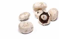 白色蘑菇